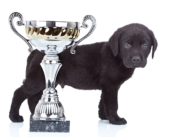 Pet Protector Concurso de Fotografía