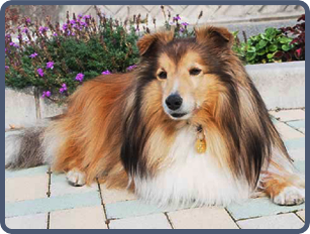 Het gebruik van de CatanDog's Pet Protec
