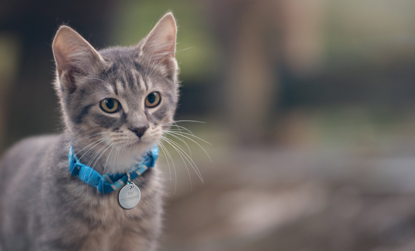 pet protector disc