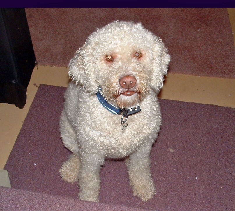 Pet Protector The best flea and tick tag Testimonials