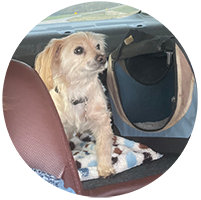 Dog sat in car with scenic background wearing pet protector